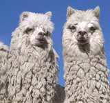 Llamas