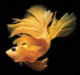 Siamese fighting fish (Betta)