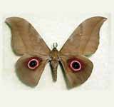 Silk Moth