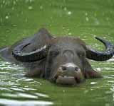 Water Buffalo