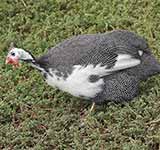 Domestic Guineafowl