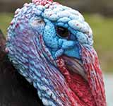 Domestic Turkey