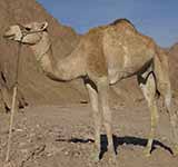 Dromedary camel