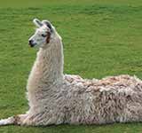 Llama