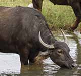 Water Buffalo