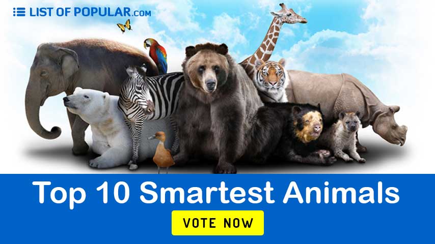 Top 10 Smartest Animals | List of Most Intelligent Creatures