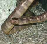 Black-banded Sea Krait