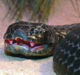 Black Tiger Snake