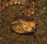 Bothrops Asper