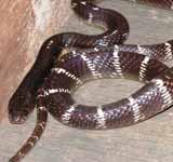 Common Krait