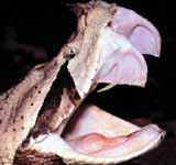 Gaboon Viper