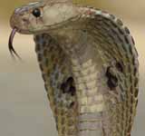 Indian Cobra