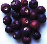 Phalsa