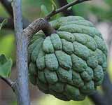 Sugar-apple