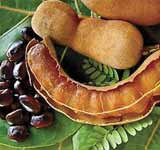 Tamarind