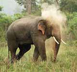 Jim Corbett National Park<span>, Nainital, Uttarakhand</span>