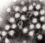 Norovirus